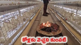 కోళ్లకు కుంపట్లు.. వేడి నీళ్లు..!