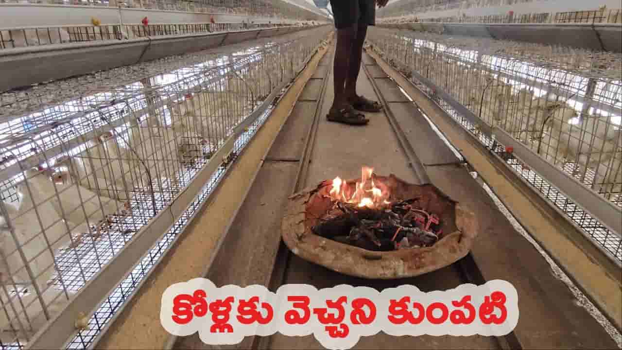 కోళ్లకు వెచ్చని కుంపట్లు.. వేడి నీళ్లు.. ఎక్కడా..? ఎందుకో తెలిస్తే షాక్ అవ్వాల్సిందే..!