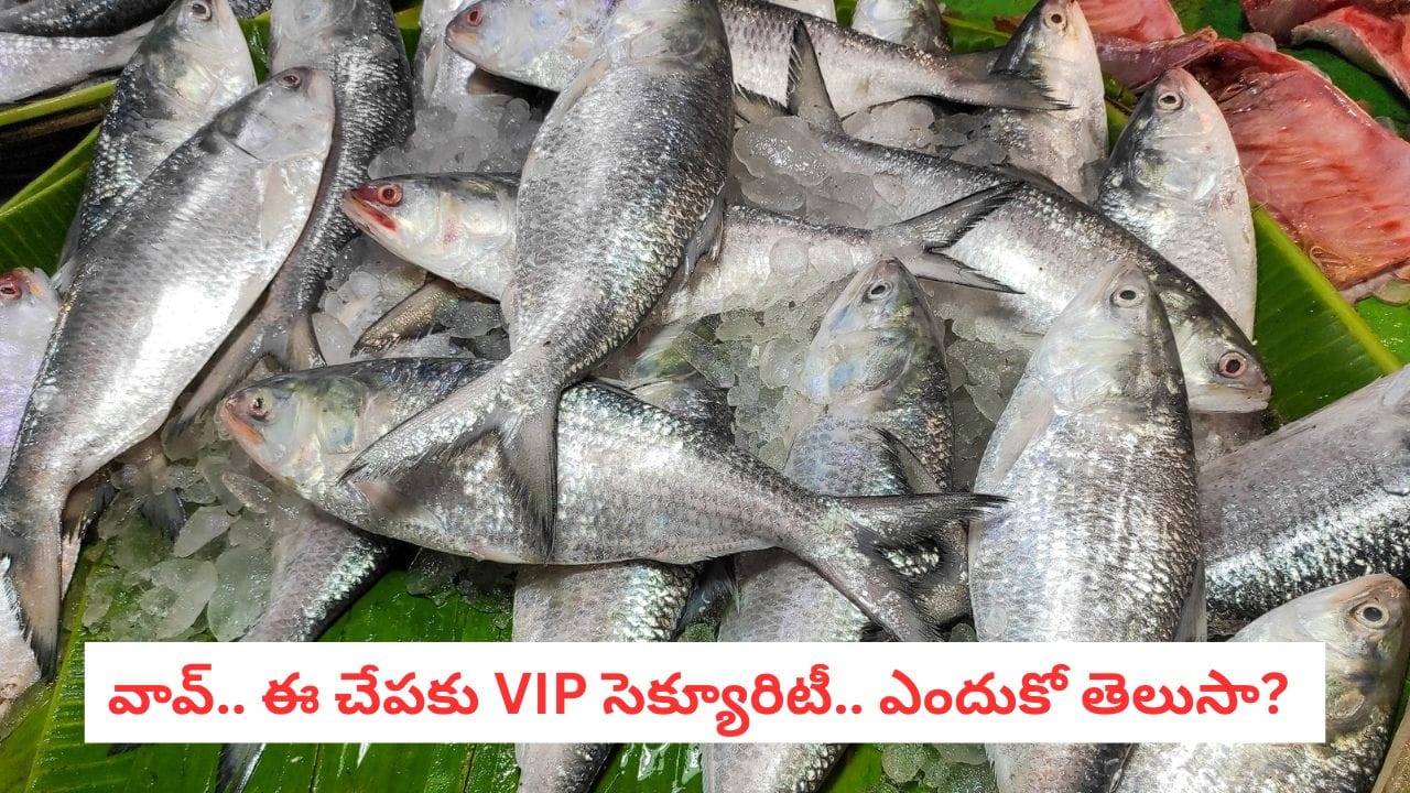 Hilsa Fish: వావ్.. ఈ చేపకు VIP భద్రత! 24 గంటల నిఘా, డ్రోన్ల పహారా.. ఎందుకో తెలిస్తే షాక్ అవుతారు!