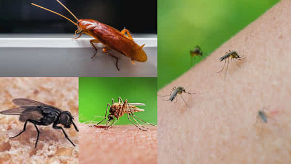 Home Remedies: మీ ఇంట్లో దోమలు, బొద్దింకలు ఉన్నాయా? ఇలా చేస్తే వెంటనే పరార్.. సింపుల్ టిప్స్!