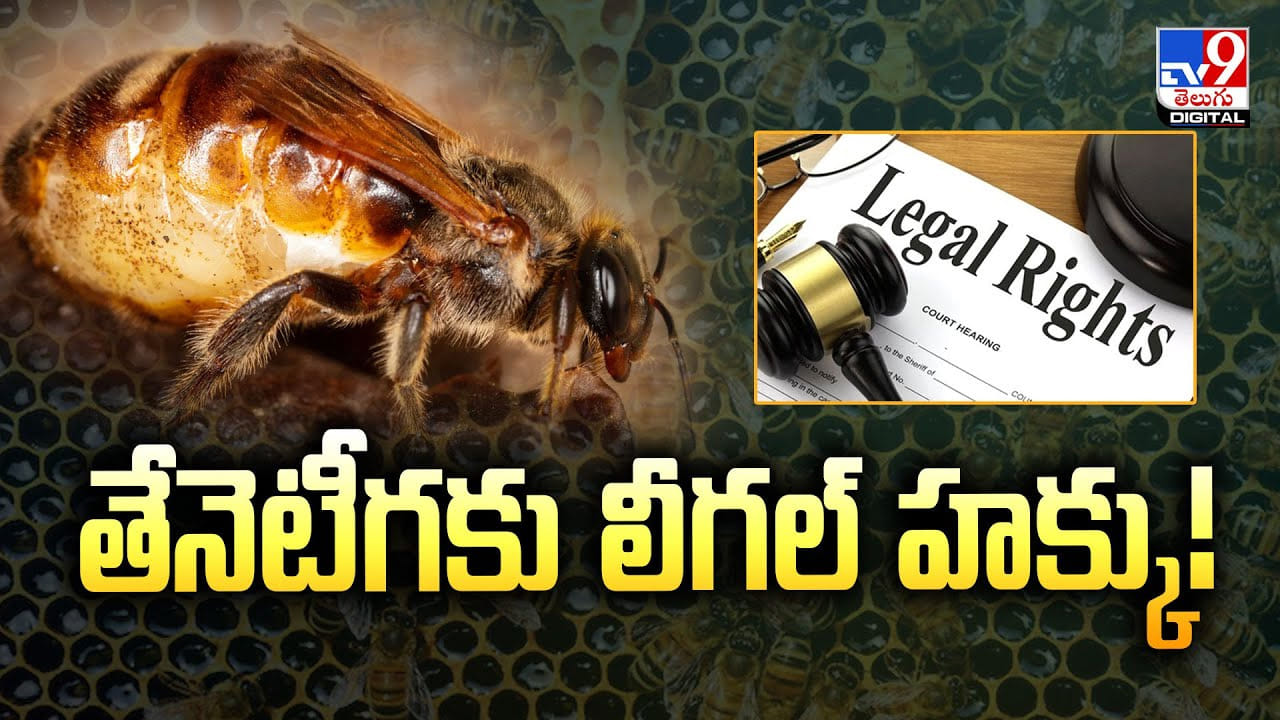తేనెటీగకు లీగల్‌ హక్కు !! పెరిగిన ప్రాముఖ్యత