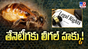 తేనెటీగకు లీగల్‌ హక్కు !! పెరిగిన ప్రాముఖ్యత
