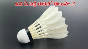 షటిల్ కాక్ తయారీ వెనుక ఇంత కథ ఉందా..అసలు అవి ఏ పక్షి ఈకలో తెలుసా?