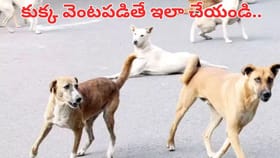 కుక్క వెంటపడినప్పుడు ఈ తప్పులు చేస్తే ప్రాణాలకే ప్రమాదం.. అసలు ఏం