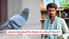యజమానిపై ప్రేమతో ఈ పావురం ఏం చేసిందో తెలుసా?