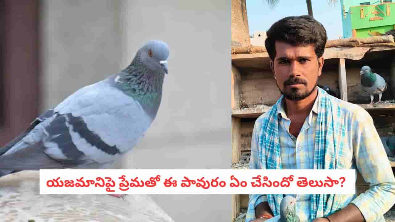 Pigeon Love: పెంపుడు పావురాన్ని శబరిమలలో వదిలివచ్చిన భక్తుడు.. తర్వాత ఏం జరిగిందో చూడండి