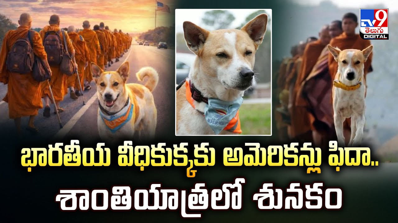 భారతీయ వీధికుక్కకు అమెరికన్లు ఫిదా.. శాంతియాత్రలో శునకం