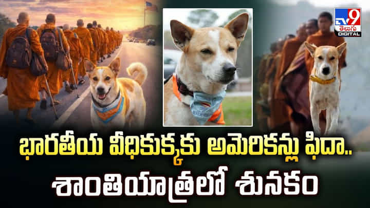 భారతీయ వీధికుక్కకు అమెరికన్లు ఫిదా.. శాంతియాత్రలో శునకం భారతీయ వీధికుక్కకు అమెరికన్లు ఫిదా.. శాంతియాత్రలో శునకం