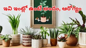 ఈ మొక్కలతో అందం, ఆరోగ్యం.. ఇంట్లో పెట్టుకుంటే చెప్పలేనన్ని లాభాలు