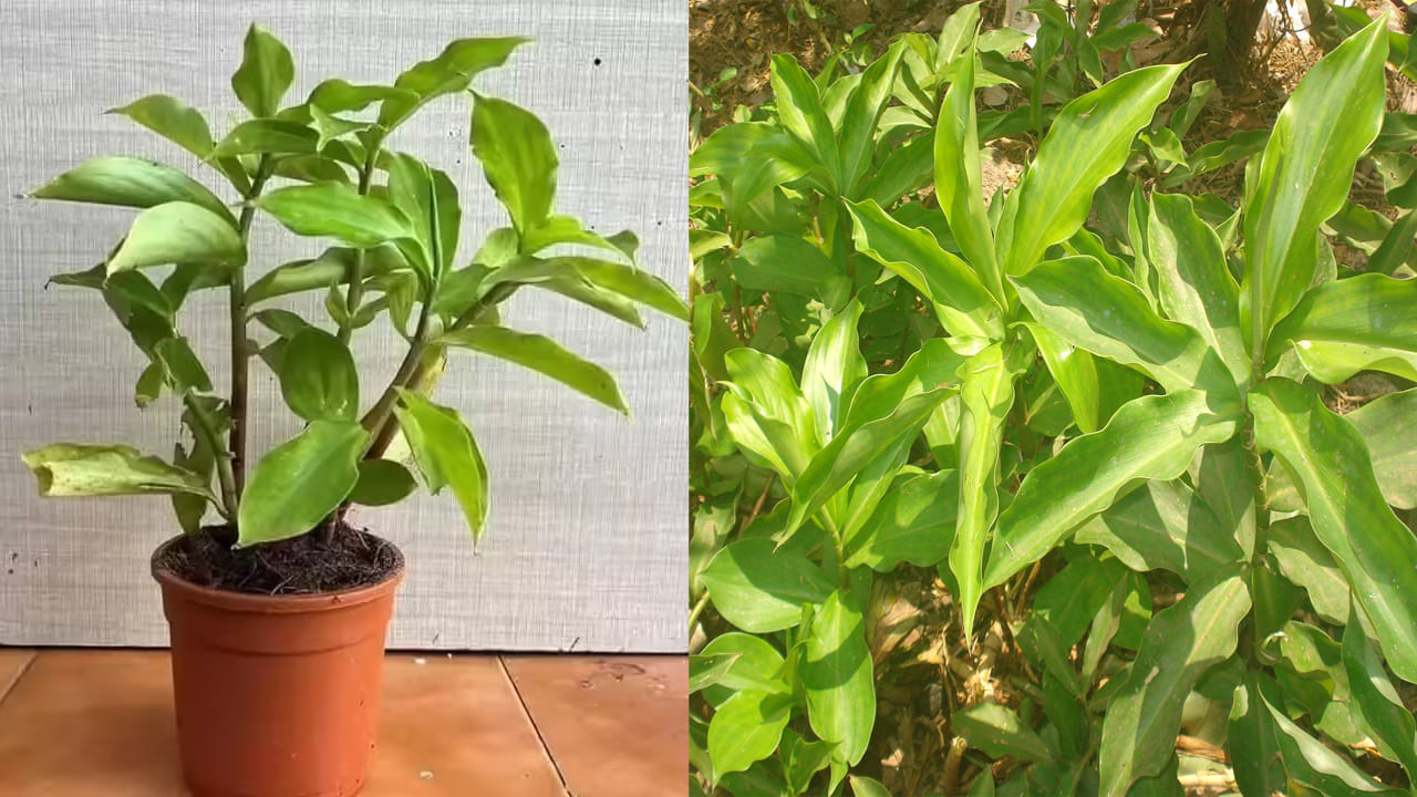 Insulin Plant: ఇంట్లో ఇన్సులిన్ మొక్కను ఎలా పెంచాలి? ఇది డయాబెటిస్‌ వారికి వరం!