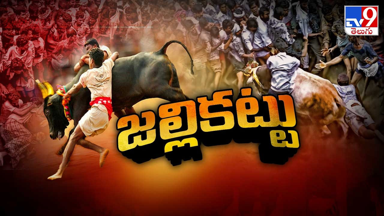 Jallikattu