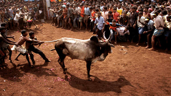 Jallikattu: మరో 4 నెలల్లో ఎన్నికలు.. జల్లికట్టును క్యాష్ చేసుకోవాలనుకుంటున్న బీజేపీ