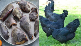 కడక్‌నాథ్ కోడి మాంసం తింటే.. రోగాలు మాటాష్!