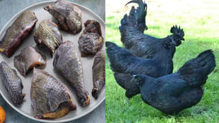 అబ్రకదబ్ర.. నల్లకోడా మజాకా.. ఈ మాంసం తిన్నారంటే రోగాలన్నీ మాటాష్..