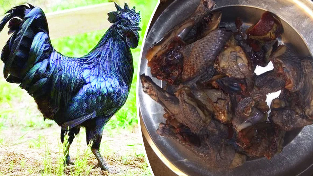 కొలెస్ట్రాల్ తక్కువ.. రోగాలను తరిమికొట్టే సూపర్ పవర్.. బ్లాక్ చికెన్ తింటే ఇన్ని లాభాలా..
