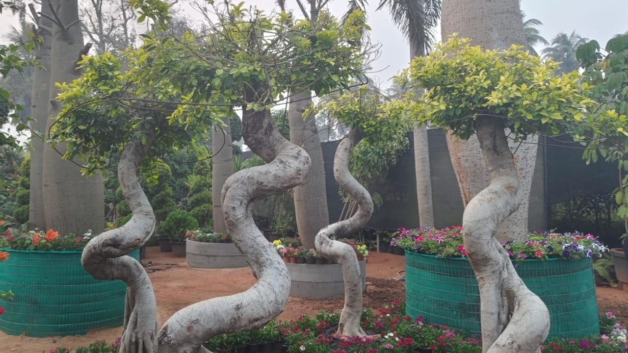 ముఖ్యంగా పల్లా వెంకన్న నర్సరీలో బ్రాచింగ్టన్ రూపి ట్రీస్. కొరియాసియా. స్పేస్ యోషా, బోగన్ విలియ, మల్టీ కలర్ ఆర్చ్, ల్యాండ్ స్కాప్ వంటి వెరైటీ ముక్కలు అందరినీ ఆకట్టుకుంటున్నాయి.