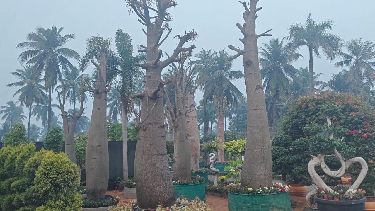 మీకు ప్రపంచ వ్యాప్తంగా విదేశాల్లో దొరికే అన్ని రకాల మొక్కలు ఈ కడియం నర్సరీలో దర్శనం ఇస్తున్నాయి. దీంతో నూతన సంవత్సరం వేల ఇక్కడ కొత్త శోభ సంతరించుకుంది.