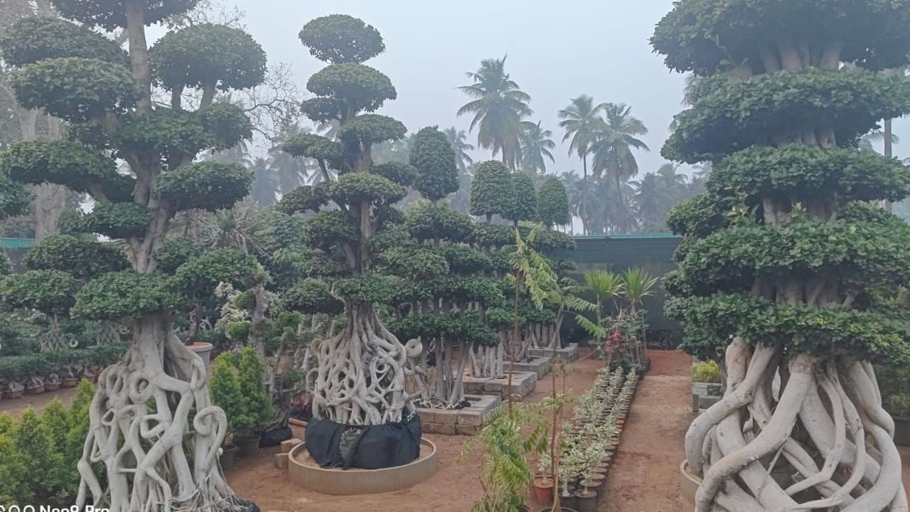 ప్రపంచ వ్యాప్తంగా జనాలంతా కొత్త సంవత్సరానికి స్వాగతం చెబుతూ సంబరాలు చేసుకుంటున్నారు. అయితే కొత్త సంవత్సరంలో కొత్త మొక్కలను పెంచుకోవాలనుకునే వారికి కడియం నర్సరీ ప్రత్యేక వెల్కమ్ చెబుతోంది. అక్కడికి వెళ్లిన ప్రేక్షకులను అందమైన మొక్కలు బలే ఆకర్షిస్తున్నాయి.