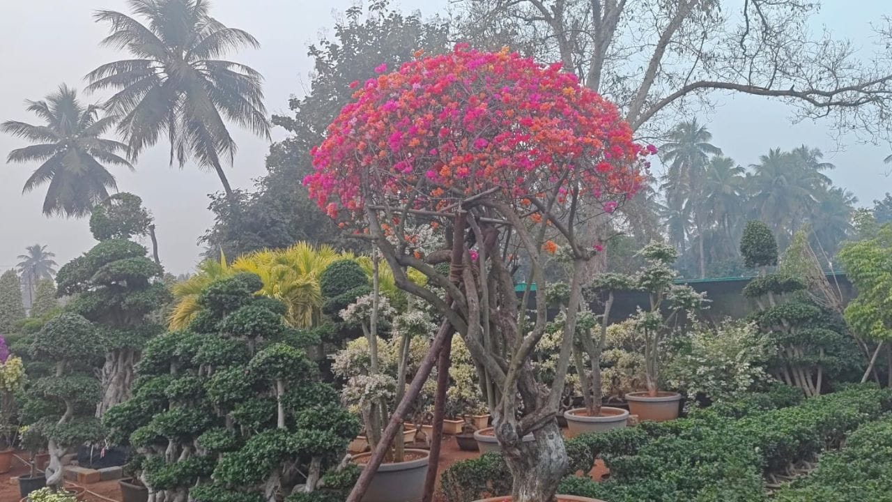 స్వచ్ఛమైన ఆక్సిజన్ ని అందించే, చైనా, సింగపూర్, మలేషియా వంటి ఇతర దేశాల్లో లభించే చెట్లు సైతం ఇక్కడ ప్రత్యేక ఆకర్షణగా నిలుస్తున్నాయి. ఏది ఏమైనా కడియపులంక రైతన్నలు ప్రతి సంవత్సరం ప్రత్యేకమైన కొత్త కొత్త మొక్కలను జనాలకు పరిచయం చేస్తున్నారు.