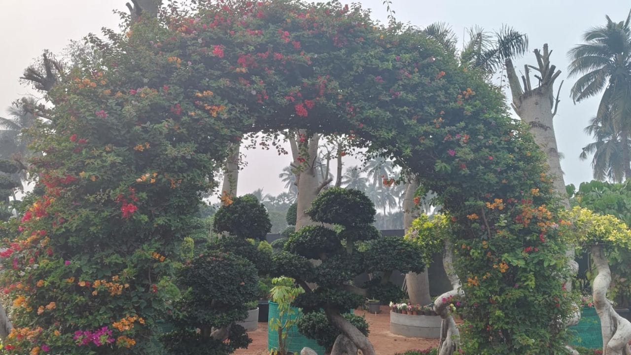 ఇవే కాకుండా ఆల్ట్రానేత్రా గ్రీన్, ఎల్లో, పింక్, మెండో గ్రాస్, అర్చిపోలియో బ్లాక్, కొలియాస్ రకాలు, సాల్వియా వంటి వేలాది మొక్కలు నూతన సంవత్సరానికి వెల్కమ్ పలుకుతున్నాయి. కనుల పండుగగా కనిపిస్తున్న ఈ మొక్కల చిత్రాల వద్ద ఫోటోలు తీయించుకోవడానికి సందర్శకులు పోటీ పడుతున్నారు.