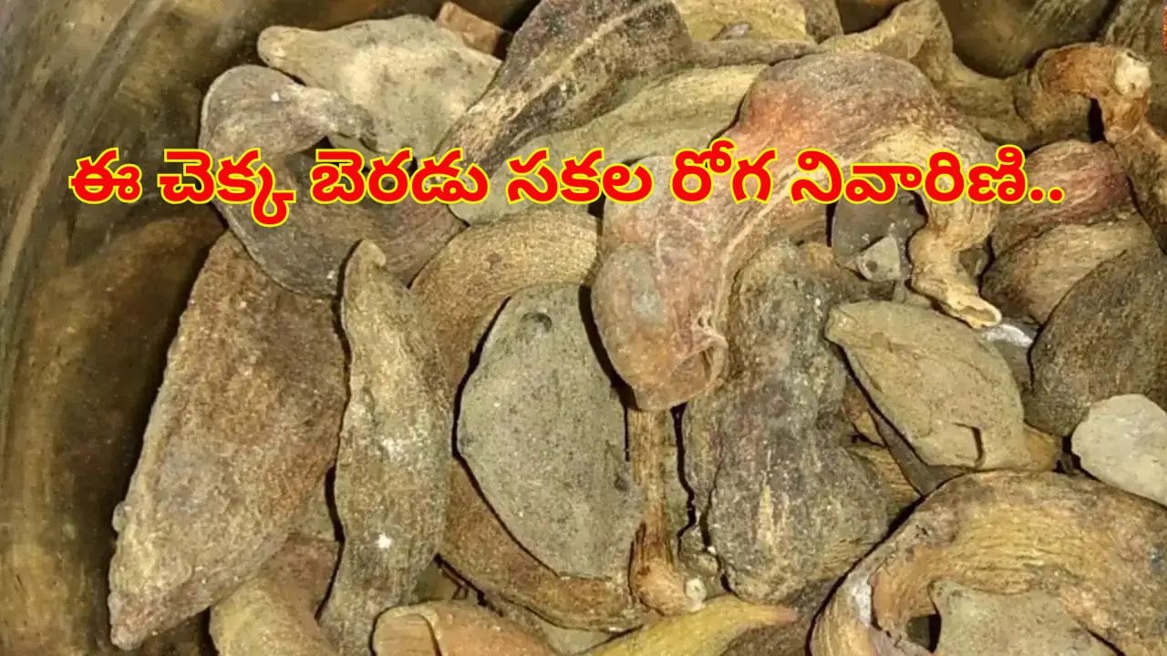 Patanjali News: ఈ చెక్క బెరడు సకల రోగ నివారిణి.. శ్వాసకోశ సమస్యలకు దివ్యౌషధం..!  రోజూ 5 గ్రాములు వాడితే చాలు