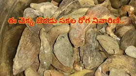ఈ చెక్క బెరడు సకల రోగ నివారిణి.. శ్వాసకోశ సమస్యలకు దివ్యౌషధం..!