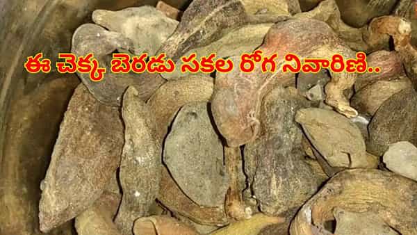 Patanjali News: ఈ చెక్క బెరడు సకల రోగ నివారిణి.. శ్వాసకోశ సమస్యలకు దివ్యౌషధం..! రోజూ 5 గ్రాములు వాడితే చాలు
