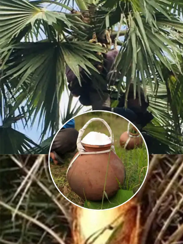 తాటి కల్లుVs ఈత కల్లు.. పండక్కి ఊరెల్తే ఏదీ తాగడం బెస్ట్.. ఆరోగ్యానికి ఏంది మంచిదంటే!