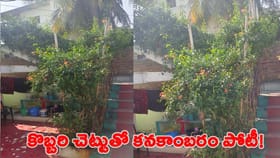 కనకాంబరం పూలు కోయాలంటే నిచ్చెన వేయాల్సిందే..!