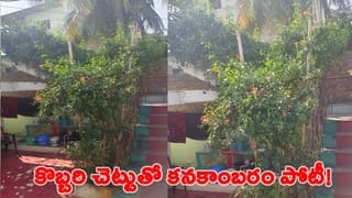 Watch Video: బర్త్‌ డే పార్టీలో గొడ్డలితో కేక్ కట్ చేసిన యువకులు.. ఊరి జనం గుండెళ్లో గుబులు! వీడియో