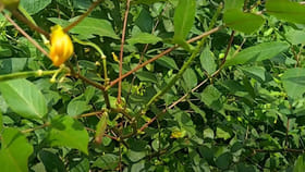 ఆ సమస్యలున్న వారికి అపర సంజీవని ఈ ఆకు..