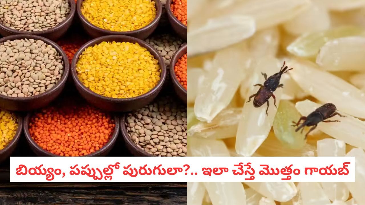 Food Storage Tips: బియ్యం, పప్పుల్లో పురుగులు కనిపిస్తున్నాయా? రూపాయి ఖర్చు లేకుండా వాటికి చెక్ పెట్టండిలా!