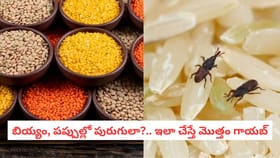 బియ్యం, పప్పుల్లో పురుగులా?.. ఇలా చేస్తే మొత్తం గాయబ్