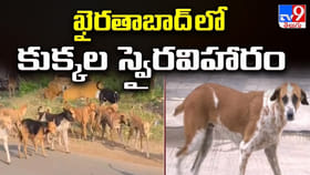 ఖైరతాబాద్ లో కుక్కల స్వైరవిహారం