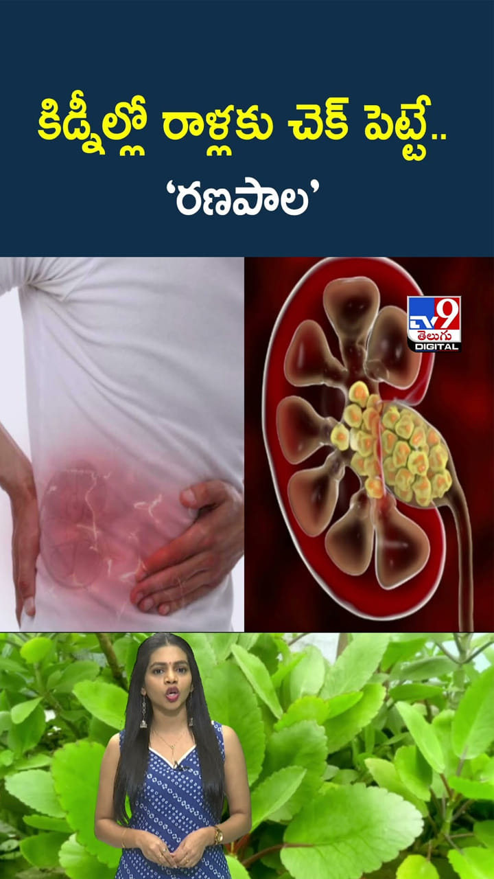 కిడ్నీ రాళ్లకు చెక్ పెట్టే రణపాల