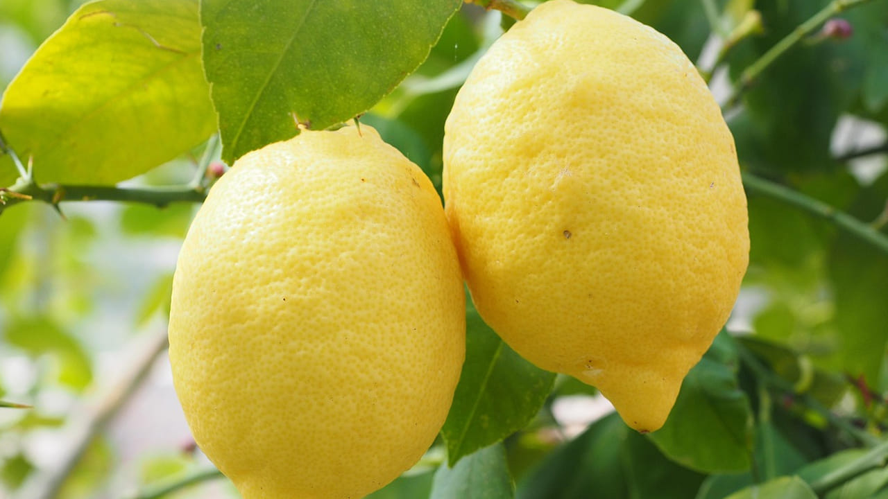 నిమ్మకాయ:  సాధారణంగా లెమన్ లో  'సిట్రిక్' ఆమ్లం ఎక్కువగా ఉంటుంది. ఇది ఎలాంటి మొండి, జిడ్డు మరకలను కూడా తొలగించగలదు. మరకలు ఎక్కువగా టైల్స్ పై నిమ్మకాయ ముక్కతో రుద్ది 10 నిమిషాల తర్వాత గోరు వెచ్చని నీళ్ళతో శుభ్రం చేయండి. 
అలా చేశాక మీ టైల్స్ చూసి మీరే షాక్ అవుతారు. 