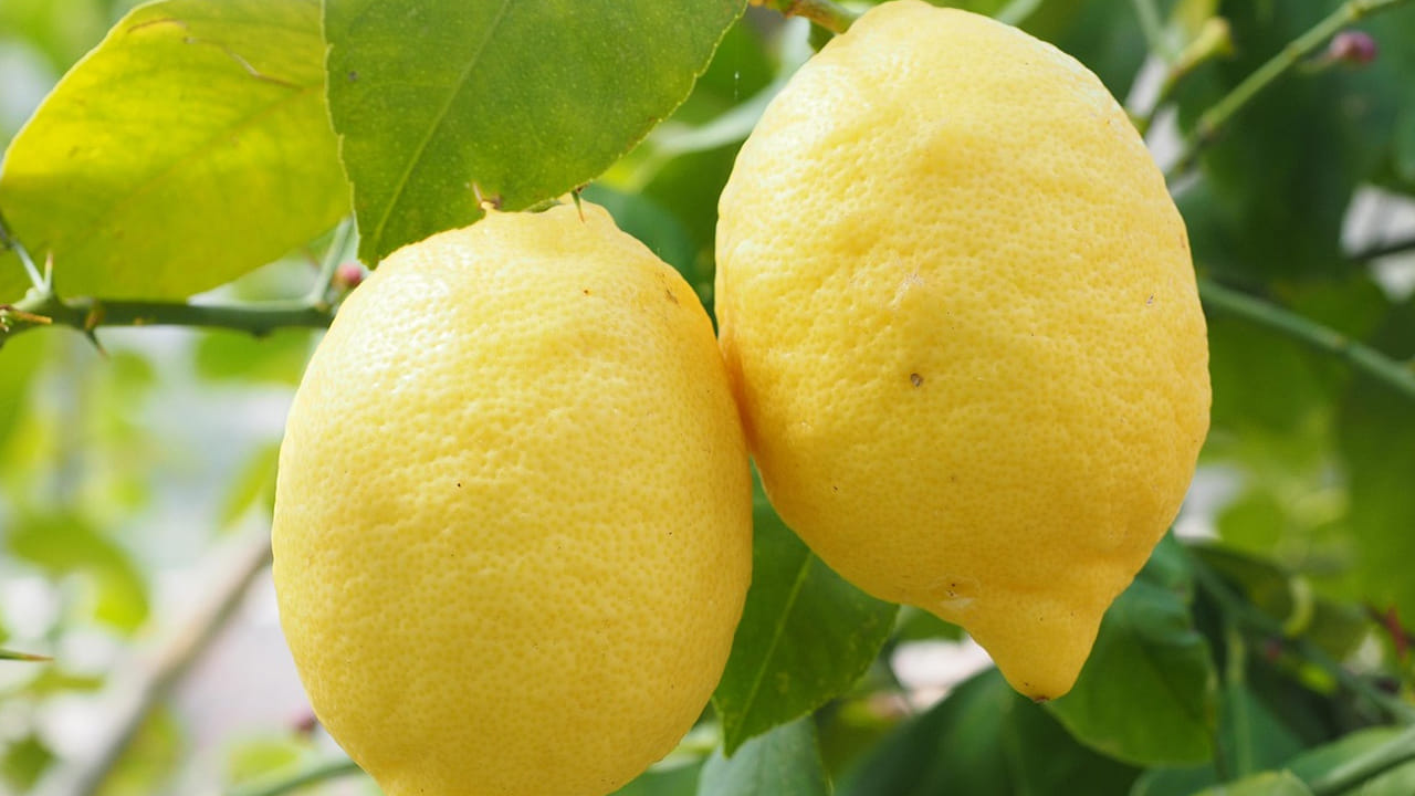 నిమ్మకాయ: కొందరు మటన్ తినేటప్పుడు నిమ్మకాయ పిండుకుని తింటారు. కానీ, ఇది మంచి పద్ధతి కాదని వైద్యులు చెబుతున్నారు. 
నిమ్మ రసంలో ఉండే సిట్రిక్ యాసిడ్ అది గ్యాస్ట్రిక్ సమస్యలకు దారి తీస్తుంది. కాబట్టి, మటన్ తో తినకపోవడమే మంచిది. 