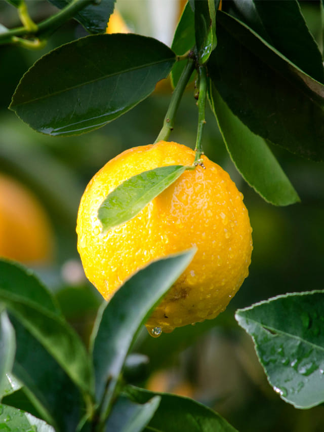 శీతాకాలంలో నిమ్మ రసం తీసుకోవచ్చా?