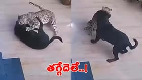 చిరుతపులి - రోట్‌వీలర్‌ మధ్య భీకరపోరు..!