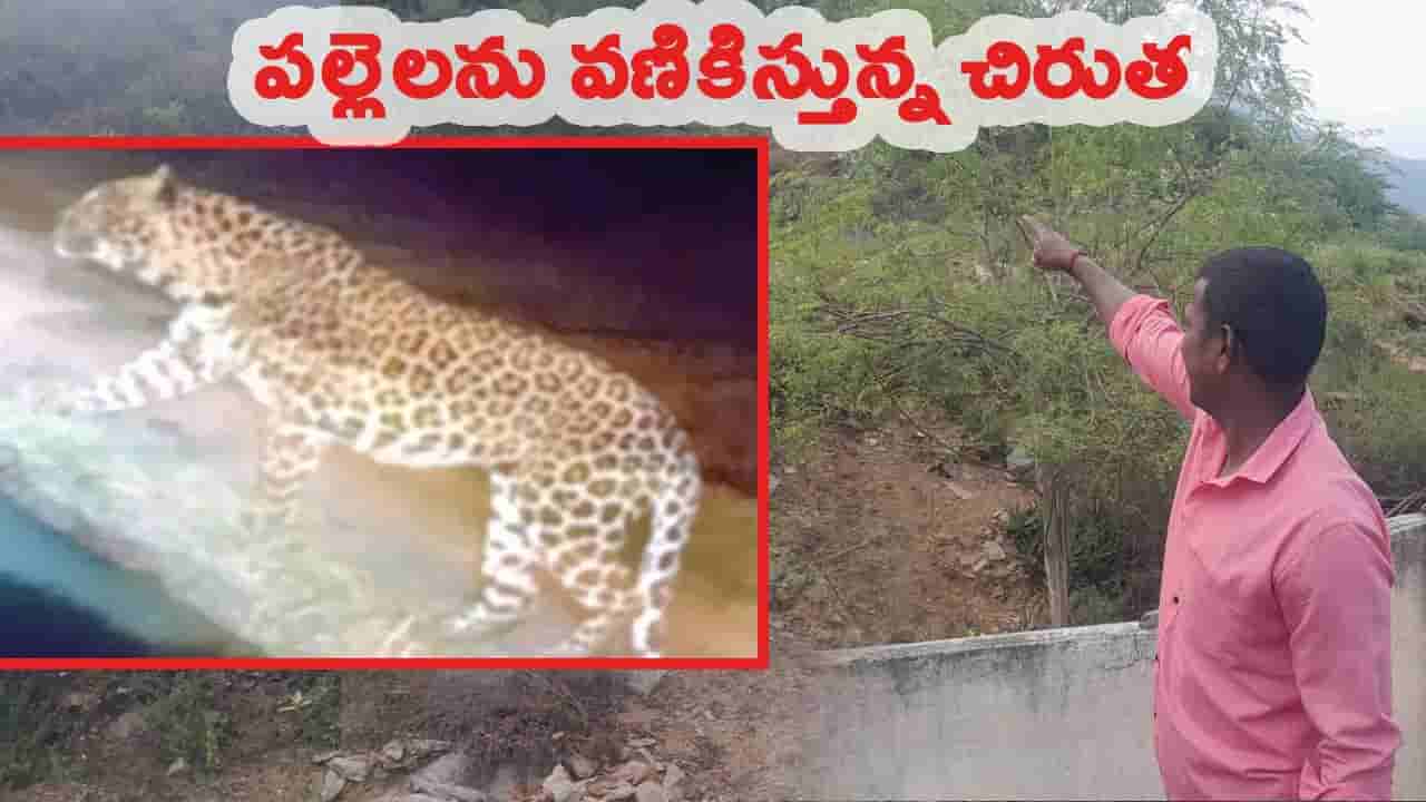 పంట పొలాల్లో నక్కి నక్కి తిరుగుతున్న చిరుత.. భయంతో వణికిపోతున్న జనం!