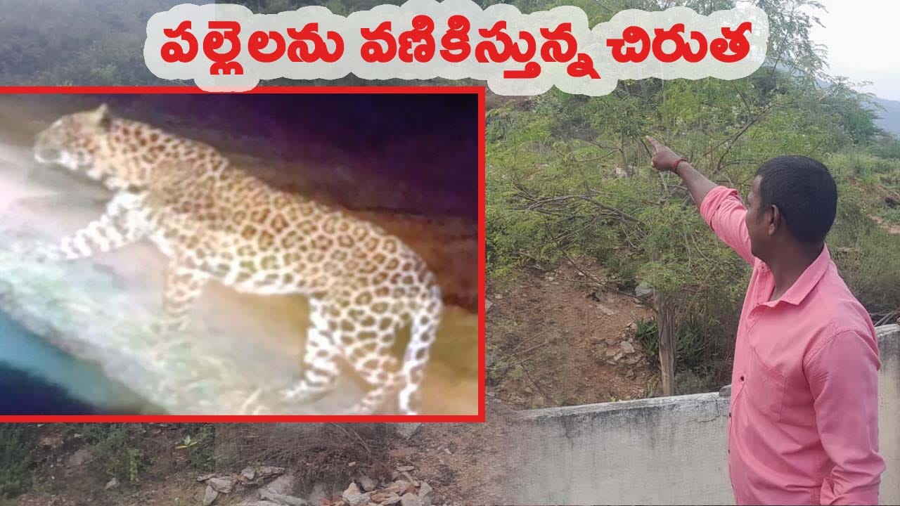 పంట పొలాల్లో నక్కి నక్కి తిరుగుతున్న చిరుత.. భయంతో వణికిపోతున్న జనం!