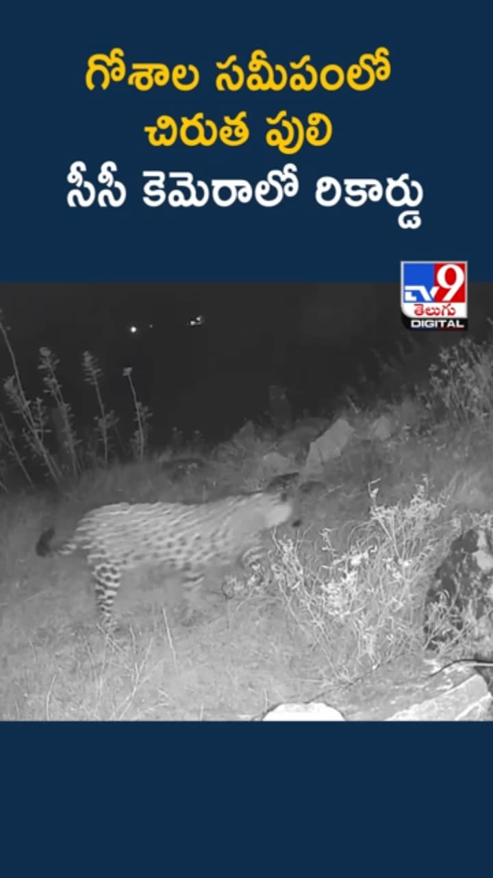 గోశాల సమీపంలో చిరుత.. CCTV కెమెరాలో రికార్డు