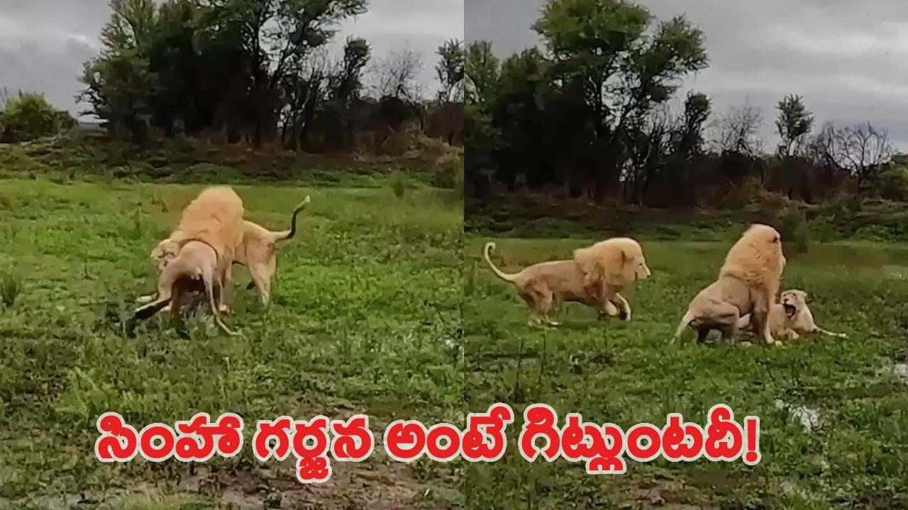 Viral Video: మగ సింహం – ఆడ సింహాల మధ్య భీకర పోరాటం.. ఇంతలోనే మరో సడన్ ఏంట్రీ..!