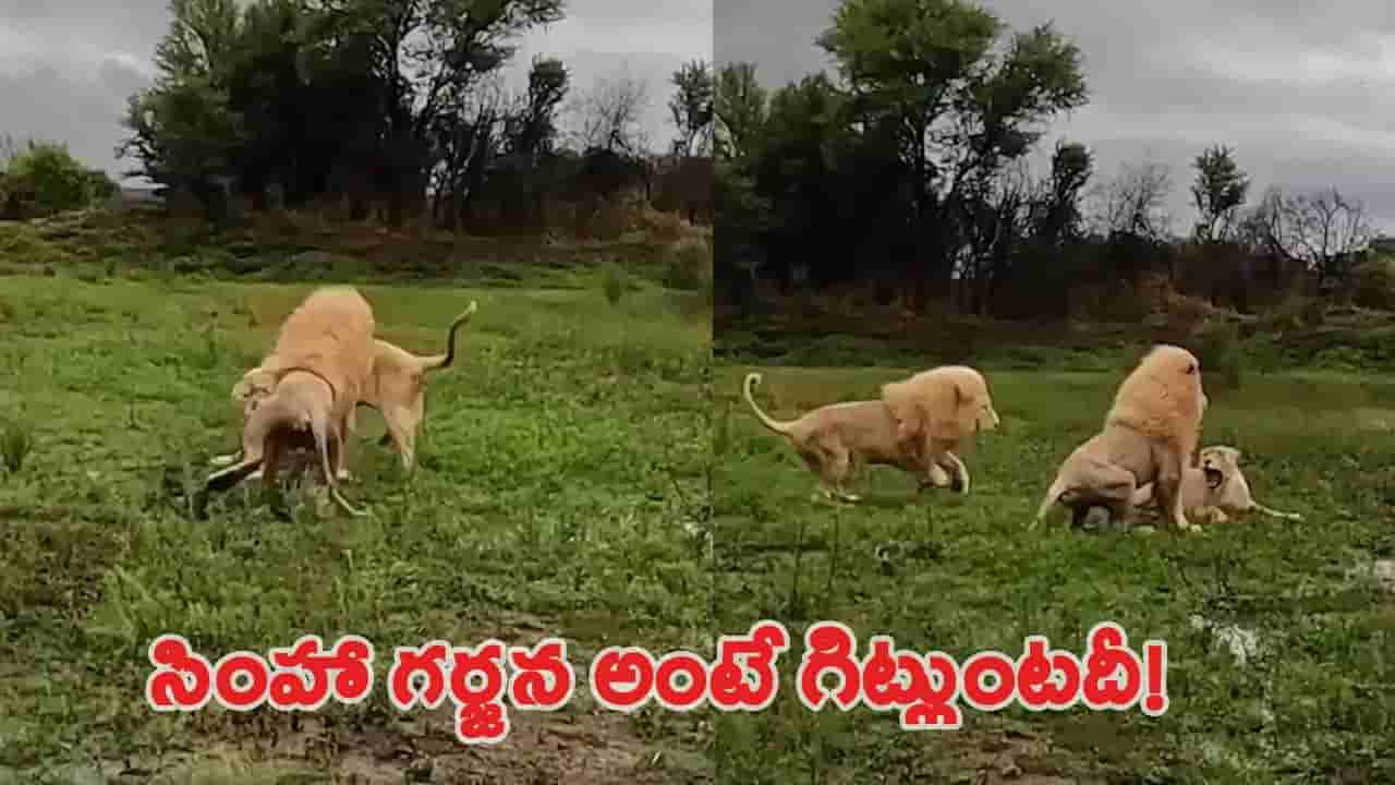 Viral Video: మగ సింహం - ఆడ సింహాల మధ్య భీకర పోరాటం.. ఇంతలోనే మరో సడన్ ఏంట్రీ..!