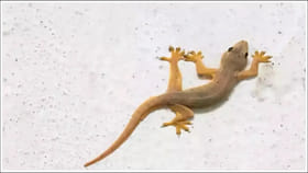 తల మీద బల్లి పడితే ప్రమాద సంకేతమా? నిజం ఏంటి?