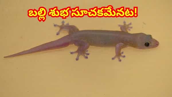 ఇంట్లో బల్లి ఉండటం చెడ్డ శకునమేమీ కాదు..! పైగా ఎన్ని లాభాలో తెలిస్తే..