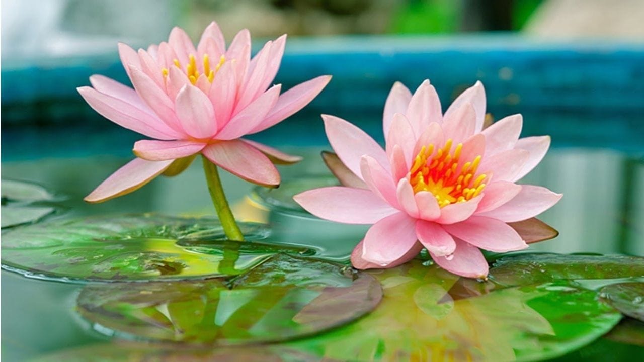 అలానే విష్ణుమూర్తిని పూజించేటప్పుడు మీ ఇంట్లో ఉన్న చిత్రపటం లేదా విగ్రహం దగ్గర పద్మ పుష్పాలను పెట్టి మొక్కండి. ఎందుకంటే శ్రీ విష్ణువుకు పద్మ పుష్పాలంటే ఎంతో ఇష్టం. అందుకే సంక్రాంతి రోజున ఈ పుష్పాలతో విష్ణుమూర్తిని పూజించడం మంచిది. అలానే పూజ తర్వాత విష్ణువు సహస్ర నామం చదవండి, లేదా ఎవరైరా చదివే వినండి ఇలా చేయడం ద్వారా ఆ శ్రీకృష్ణుడి కృపా ఏడాది మొత్తం మీపై ఉంటుంది. మీరు ఏ పని చేయాలనుకున్నా ఉత్తమ ఫలితాలు లభిస్తాయి.