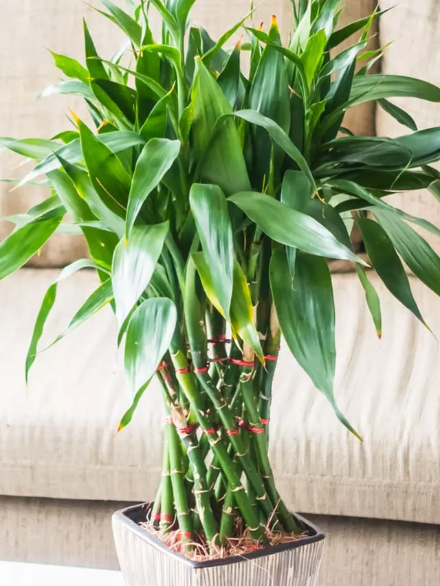 అదృష్టం తీసుకొచ్చే మొక్క ఇదే.. ఇంట్లో ఉంటే ఊహించని లాభాలు!