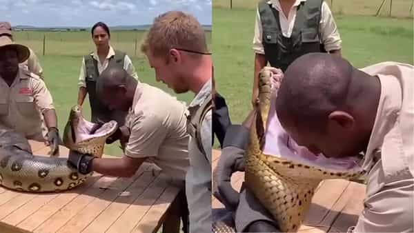 Viral Video: అనకొండ నోట్లో తల పెట్టాడు.. తరువాత ఏం జరిగిందో తెలిస్తే, వణుకు పుట్టాల్సిందే!