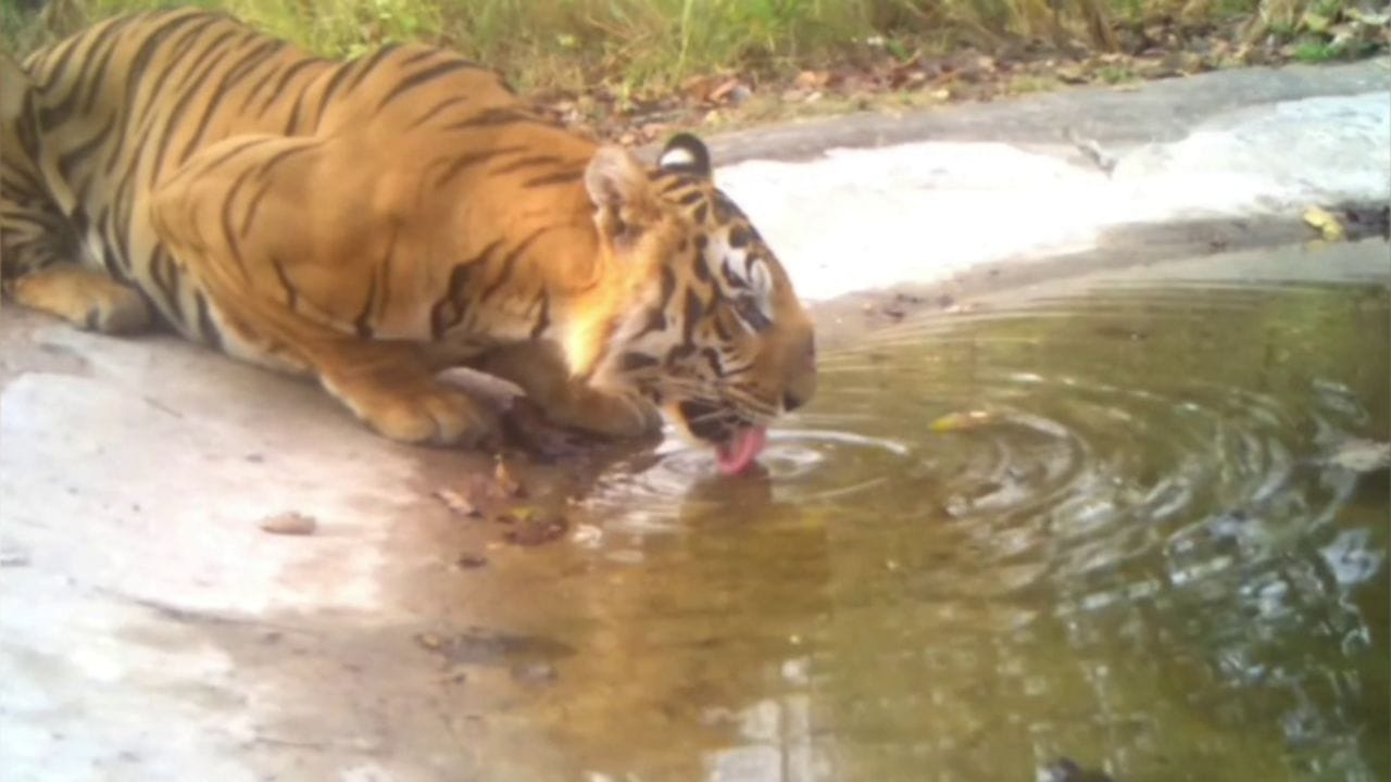 Markapuram Tiger Attack (1)